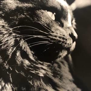 Meet your Posher, Lilli